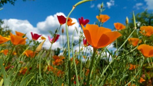 Эшшольция: загадка любимого дачниками цветка