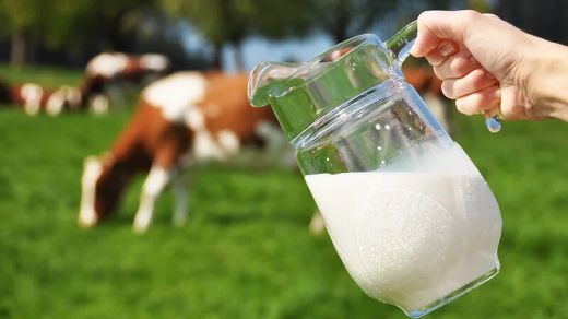 Транспортування молока на фермі - головні правила та вимоги