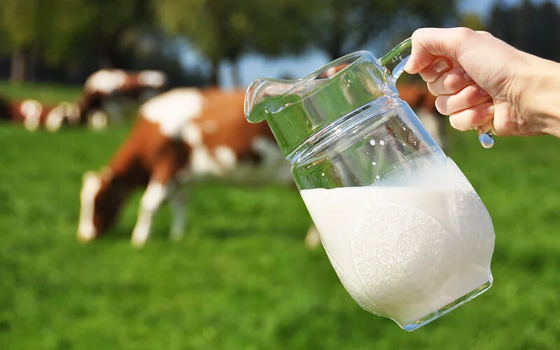 Транспортування молока на фермі - головні правила та вимоги