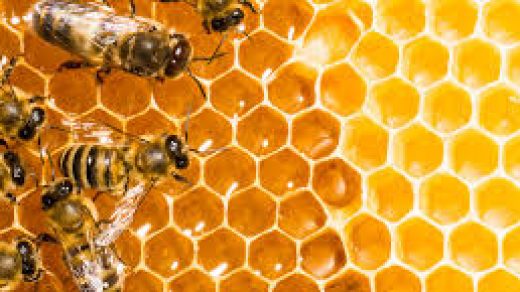 Сучасне бджільництво: товари для бджіл Apix